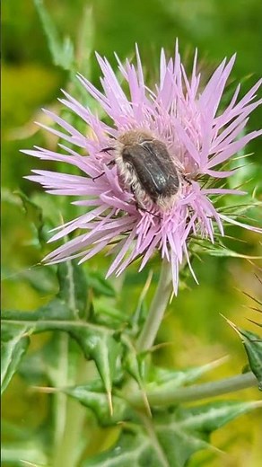 A lovely woolly Chafer Beetle on a thistle in Erjos, Tenerife. Anyone know the species?