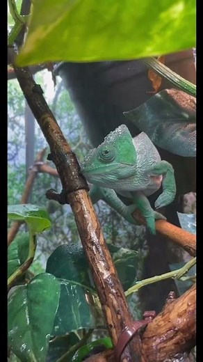 Biggest chameleon in the world drinking water