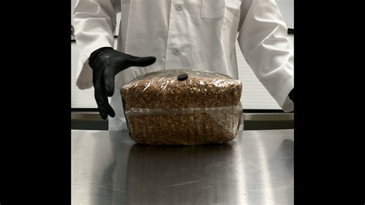 The Booming Acres Magical 5lb All-In-One Mushroom Grow Bag Instructions