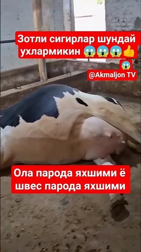 ОЛА ПАРОДА ЯХШИМИ Ё ШИВЕС ПАРОДАМИ 😱👍 #buqaboqish #simental #bull #andijonbozor #sigirboqish
