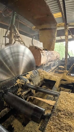 Slicing through a big 14-foot Southern Yellow Pine log with the 66” solid tooth saw — riding on the classic Cox Bros carriage. Clean cut, big wood, no shortcuts. 🔥💪 #SawmillSatisfaction #Souther~ #Sawmill | Gio Hanna