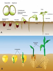 the germination processes of dicotyledonous and monocotyledonous plants, labeled in Portuguese. Section A showcases the development of a dicot plant, starting from seed imbibition through radicle emergence, hypocotyl elongation, cotyledon expansion, and the appearance of true leaves. Key parts such as the radícula (radicle), hipocótilo (hypocotyl), cotilédones (cotyledons), and folha (leaf) are identified to depict sequential stages of seedling growth. Section B demonstrates the germination of a