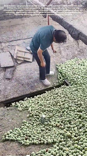 How Farmers Move Hundreds Of Kilos Of Fruit In Seconds With Just Gravity