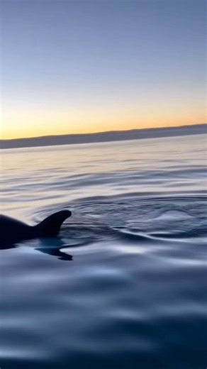 28K views · 1K reactions | Not a movie. Not CGI. Just man vs. nature — for real. ⚠️ #OrcaMoments #fblifestyle | Zack Orca Films | Facebook