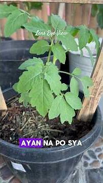 Paano magtanim ng kamatis #kamatis #paanomagtanim #howtoplanttomato #homegrown #homegrownvegetables