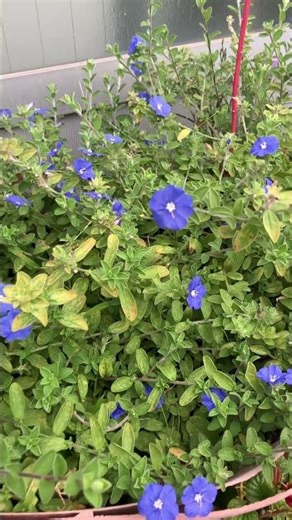 町の中のアメリカンブルー#gardening #flowers #ガーデニング #花 #september