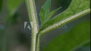 Comfrey in slight breeze, tree with fine hairs (Symphytum officinale) - (4K)