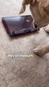 e newly discovered the Jolly Pet app, and my pup had a blast! 🐾😄 Her playtime was so intense, it’s now time for a new tempered glass! 📱😂 #goldenretriever #goldenretrieversofinstagram #dogmom#goldens #dogreels #dailyfluff #jollypet | Girlonwheels