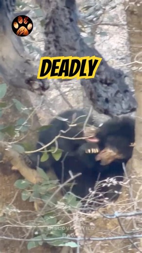 How Dangerous Are Sloth Bears?