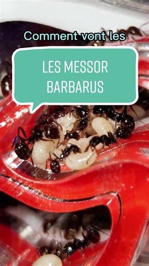 Petites informations sur les Messor barbarus mais surtout sur le fait qu'elles ne risquent absolument rien. 😊 #messor #fourmis #nature #passion #animaux #insectes #arthropodes