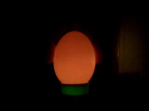 How To Candle Chickens Eggs w/ A Flashlight - Day 5