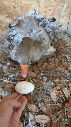 Will Samantha🪿 accept 4 goose eggs🥚 to sit on? 🪺✨💛 #geese #cuteanimals
