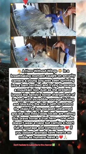 A heroic horse saves a boy from a mountain lion — a real-life moment of courage and compassion! 🐴🦁