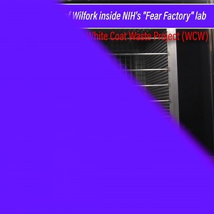 27K views · 1.3K reactions | Daily Mail: “The monkey testing, which was first unveiled by the White Coat Waste Project in 2019, has cost taxpayers 'nearly $100 million just since 2007.'” We sued NIH—and uncovered these secret videos. Watch: this lab scares monkeys like Wilfork with snakes & spiders. You pay the bill. | White Coat Waste | Facebook