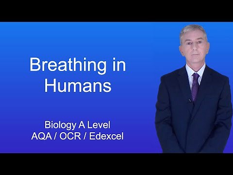A Level Biology "Breathing in Humans"