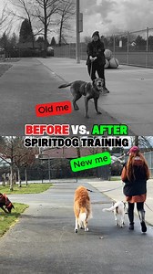 The best way to train your reactive dog is not to distract them, not...