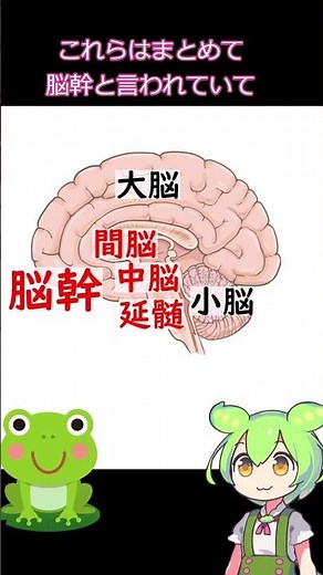 Brain death and vegetative state #Basics of biology #High school biology #Brain death #Science