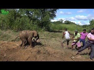 Elephant mother and baby saved from a mud hole