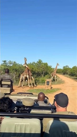Giraffe Ki Fight Itni Khatarnaak Hoti Hai? 😱 | 3 Amazing Giraffe Facts #shorts #Giraf #Giraf fight