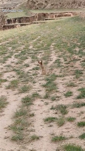 The mother hare and her young 🐇 #wildlife #animals #rabbit
