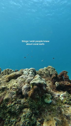 Coral Reef Awareness Week: How to Save Our Oceans