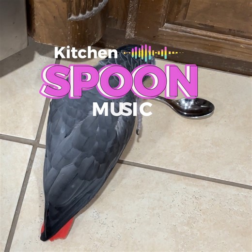 Einstein creates a delightful symphony by rhythmically tapping two spoons on the kitchen counter and floor. His natural curiosity and musical talent shine as he explores the different sounds the spoons produce. The real magic happens when he discovers that dropping them from the counter adds a distinctive, resonant tone to his performance, making him quite the maestro of kitchen percussion! | Einstein the Talking Texan Parrot