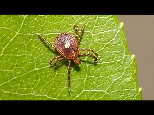 Breaking the Fear - A Journey Through Entomophobia (3 Minutes)