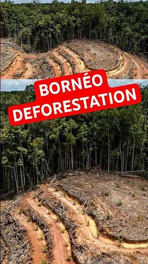 🔎 Deforestation in Borneo
