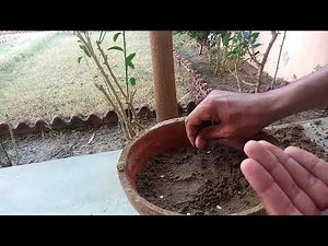 How To Grow Saffron Plant From Seed At Home | Zafaran | Growing Saffron Seed