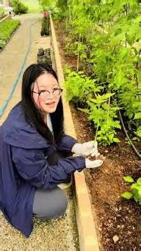 เวิร์คช็อป การขยายพันธุ์ราสเบอร์รี่จาก 1 ต้นสู่ 100 ต้น #garden #raspberry