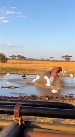 HIPPO CHARGE! 🦛💨 You Won’t Believe How Fast They Are!