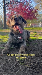 A day in the life of Presley! Presley is a 1.5-year-old mini labradoodle named after the one and only Elvis Presley. Her sweet and social personality makes her absolutely fearless as she skips down the streets of Brooklyn. Her mom’s friends call her the dog park mayor because she just has to meet everyone when she’s there. While she’s a ball of energy, cuddles and snoozes are always on the table after a long day. Her nicknames include Fish and Ms. P! | Fetch Pet Insurance