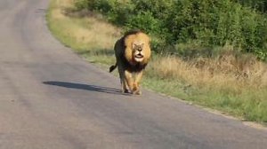 1M views · 10K reactions | The call of the wild! Mjejane male calling. More than just a game drive. Jock Safari Lodge. Legendary experiences! #untamed #untouched #unforgettable #jocksafari #jocksafarilodge #krugerpark #krugernationalpark #lion #lions #lionpride #lionsightings #latestsightings #lionking #lioncoalition Video by ~Ronesh Parbhoo Wildlife Photography~  | Jock Safari Lodge | Facebook