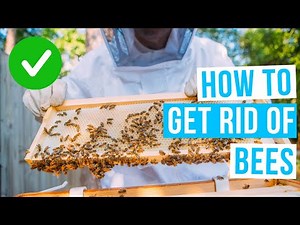 How to GET RID OF BEES without killing them