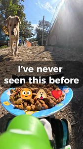 Feeding Streetdogs until i can open my own Rescue Shelter #streetdogs #Dogs #rescuedog #pets #viralvideoシ | Corey Williams