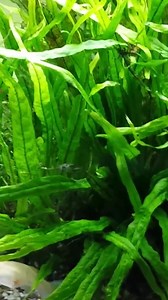 Fast-Track Java Fern Growth #aquariumcoop #aquariumadvice #enjoynaturedaily #plantedtank | Aquarium Co-Op