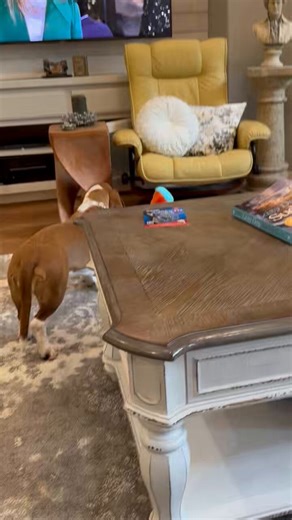 Once again, our Director of Toy Management Services is attempting to place all her toys together in their proper place. Baby Dino is causing some issues. And Ruby’s lack of persistence is generating rumors of a demotion! Does she ever get Dino back with her toymates? 🧐😉❤️‍🩹