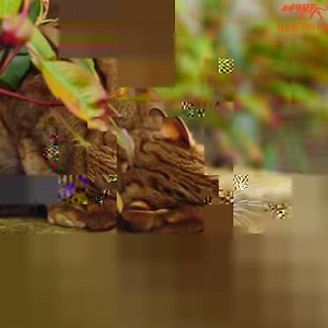 50K views · 10K reactions |  Take a look at how cute Nuwara is! She's enjoying the different smells on her platform! 朗 Did you know Sri Lankan Rusty Spotted Cats are the smallest cat species in the world?! | The Big Cat Sanctuary | Facebook