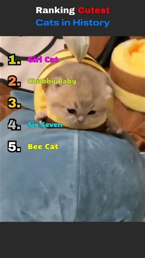 Ranking Cutest Kittens Ever Recorded 🐾 #catranking #kittens #adorable