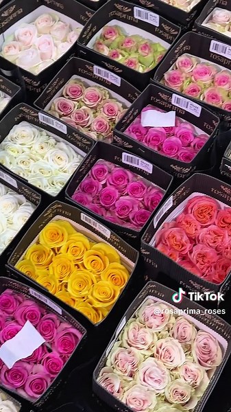 Rosaprima: Premium Roses from Farm to Delivery