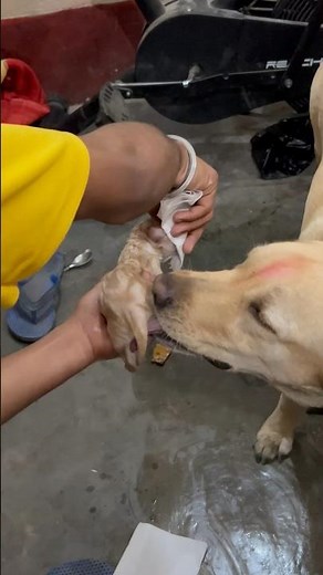 Newly birth Labrador puppy | dog’s delivery process | Labrador puppy | cute puppy #labrador #dog