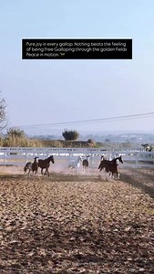 Pure joy in every gallop. Nothing beats the feeling of being free Galloping through the golden fields Peace in motion.🐎 #punjab #horse #horses #mares #hassan_saggal_007 | Maher Hassan Nawaz
