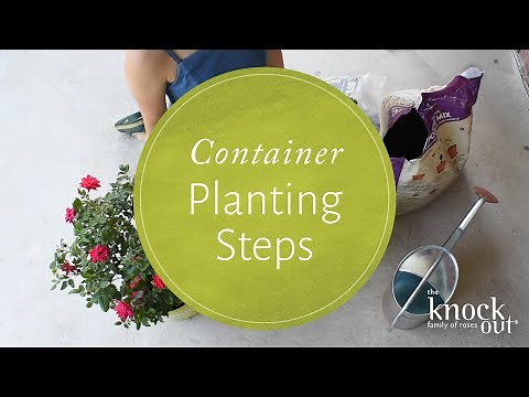 How to Plant A Knock Out® Rose in a Container