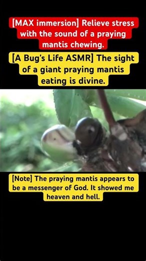 [A Bug's Life ASMR] The sight of a giant praying mantis eating is divine.#insects #mantis #eating