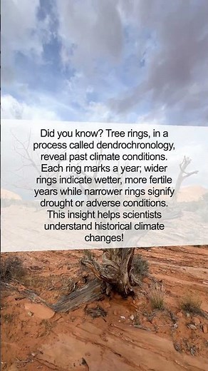 How Tree Rings Hold the Secret to Ancient Weather Patterns!