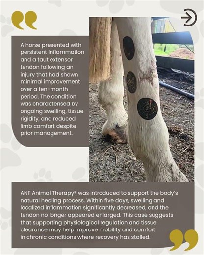 Real Animals, Real Observations with Frequency Therapy #anfanimaltherapy #horse #pets #healing