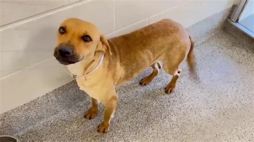Saving Houston’s Pets 🐾🩵 on Instagram: "⚠️ 𝐔𝐑𝐆𝐄𝐍𝐓 𝐍𝐎𝐖 ⚠️ Lexus. a647660 LEXUS was almost euthanized last week so we are very worried Monday will be the END of her LIFE unless someone goes to adopt or foster her on Sunday or a rescue steps in quickly‼️⚠️ ➡️If you are interested in adopting LEXUS and are out of state, we have a form you can fill out so we can find help from a rescue group❣️https://form.jotform.com/232828427259162 ‼️ 𝙊𝙉𝙀 𝙇𝙊𝘾𝘼𝙇 𝙁𝙊𝙎𝙏𝙀𝙍 𝘾𝘼𝙉 𝙎𝘼𝙑𝙀❣️ What