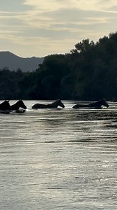 Another awkward Wild Horse crossing moment happened when a band of Horses decided to cross at multiple times right into us on a very high running Salt River. We did everything we could to avoid them, and then just let nature and the river take its course. | Jeremy Johnson Photography