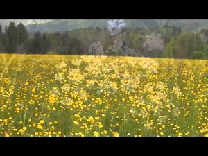 Spring Song - W.A. Mozart