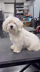 207K views · 2.4K reactions | rate the transformation 3 #maltese #doggrooming #aggressivedog #doggroomingvideos | Dogsbylogan | Facebook